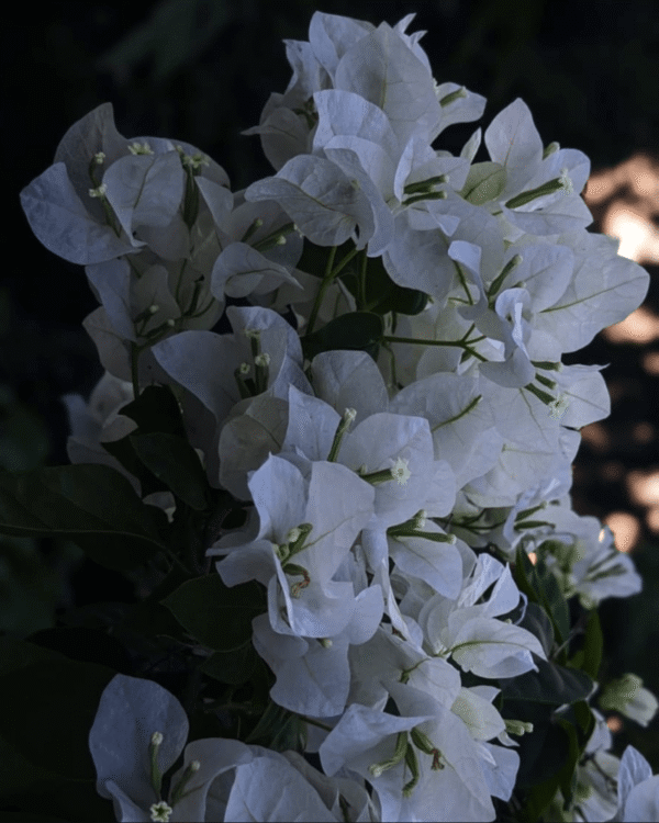 Bougainvillea - Shuvra
