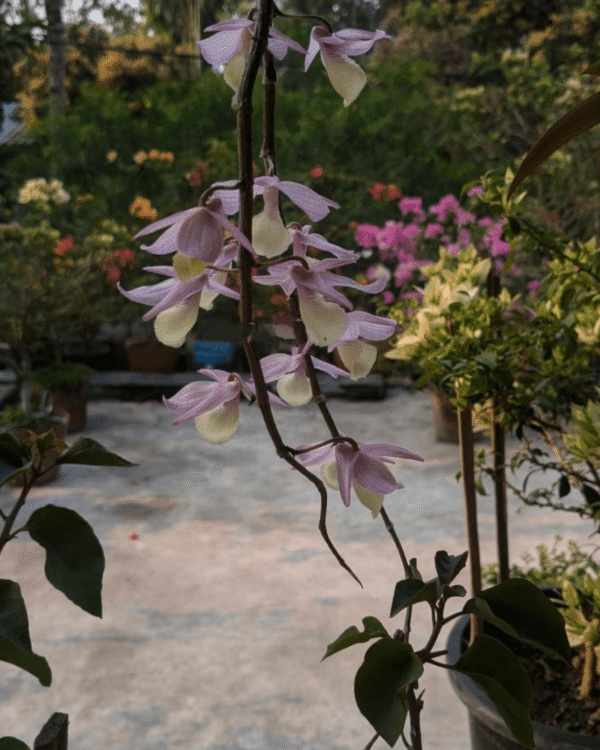 Dendrobium Aphyllum