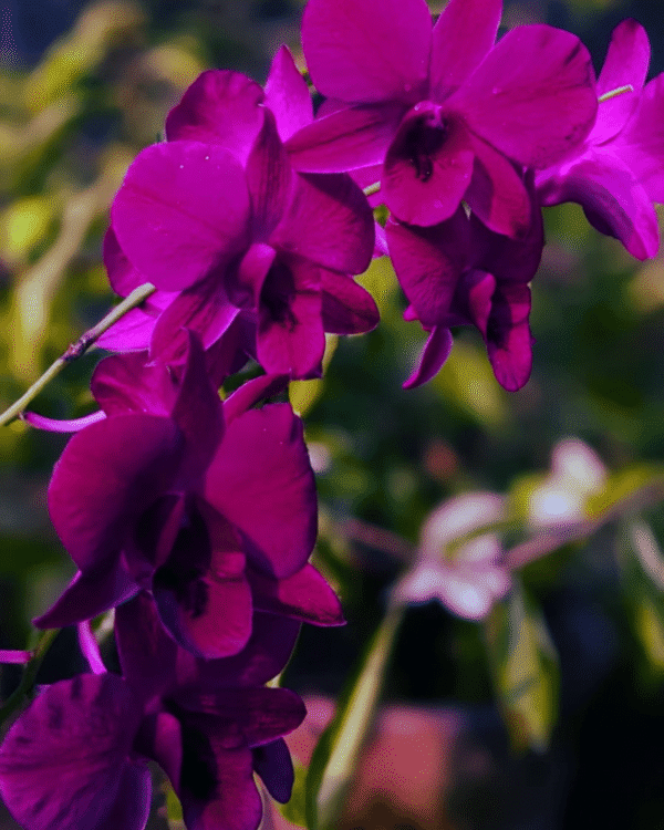 Dendrobium Ladda Red