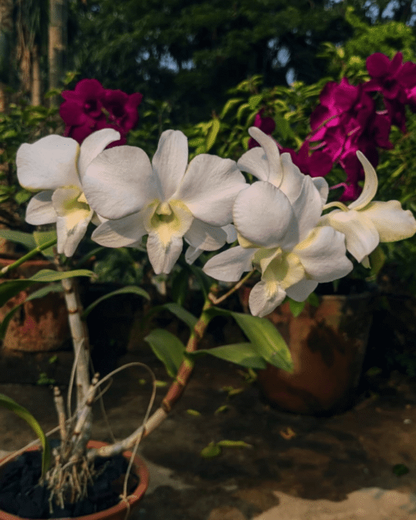 Dendrobium Erawan Green