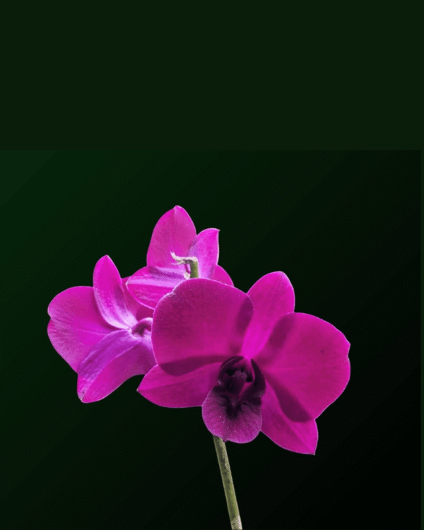 Dendrobium Ladda Red - Image 2