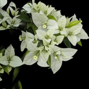 Miss Alice Bougainvillea