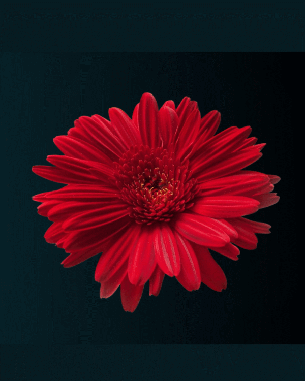 Gerbera - Red
