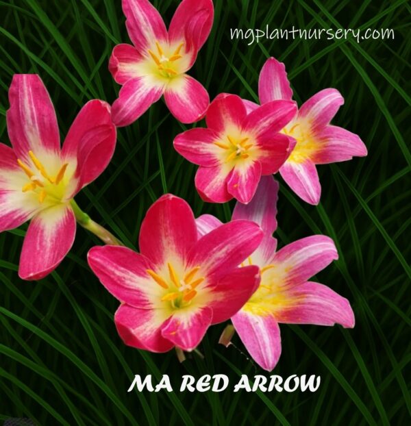Rainlily