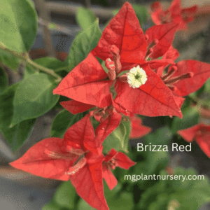 Brizza Red Bougainvillea