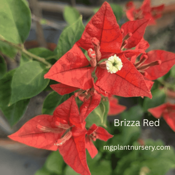 Brizza Red Bougainvillea