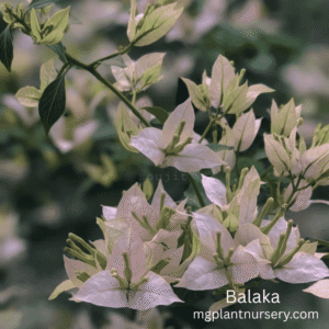 Balaka Bougainvillea
