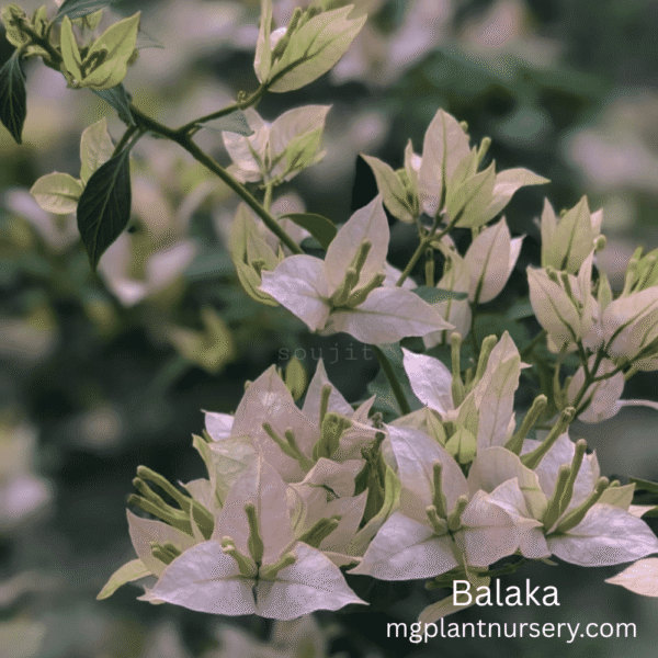 Balaka Bougainvillea