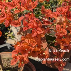Briza Peach Bougainvillea plant in full bloom with vibrant peach-orange bracts