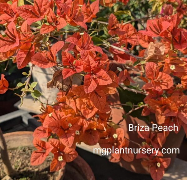 Briza Peach Bougainvillea plant in full bloom with vibrant peach-orange bracts