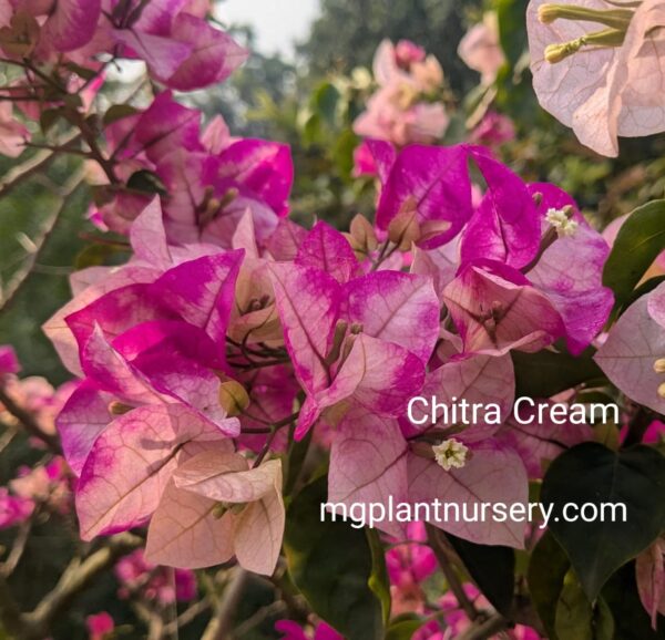 Chitra Cream Bougainvillea plant with soft cream blooms