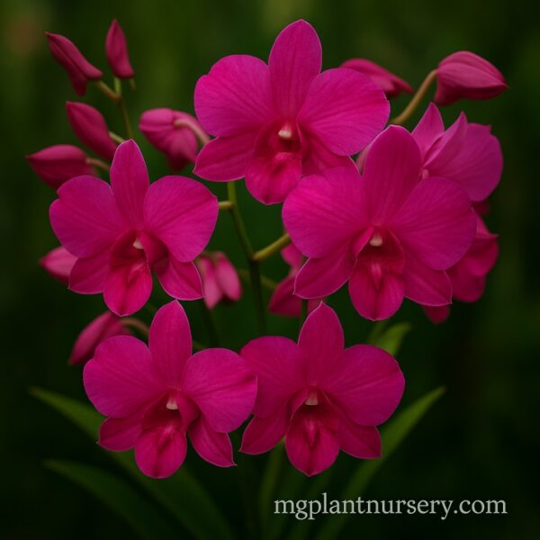 Dendrobium Panjarat Pink