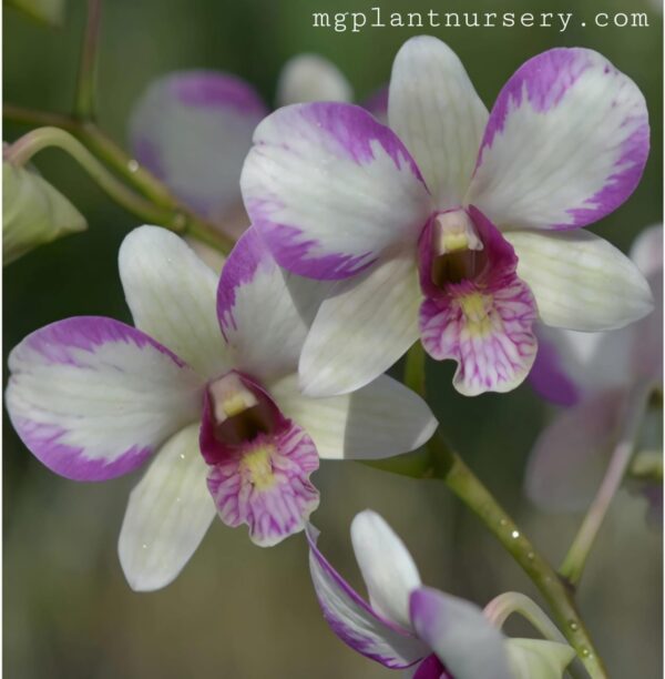 Dendrobium Nopporn White Muatation