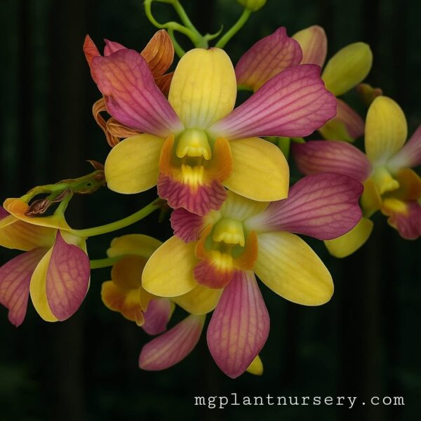 Dendrobium Pretty Doll