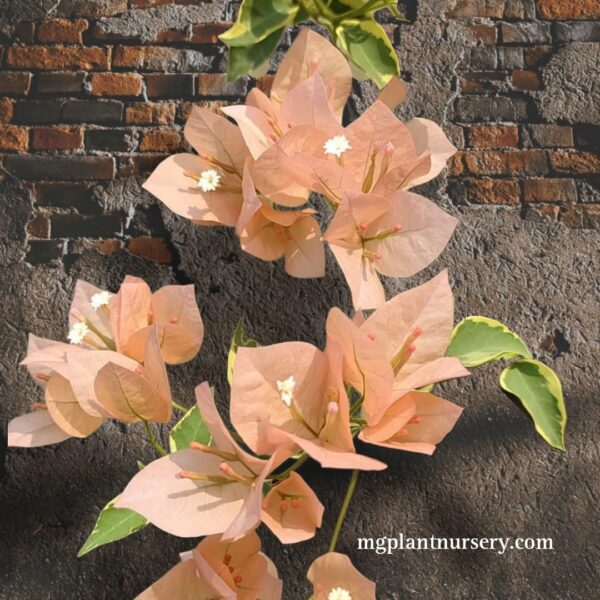 Emas Perak Bougainvillea plant with soft golden-yellow and silvery blooms in a garden pot.