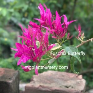 Fuchsia Butterfly Bougainvillea