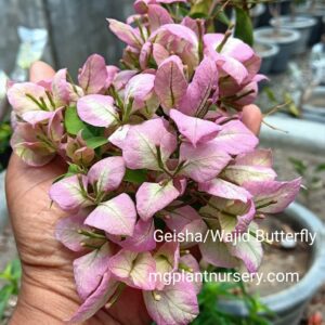 Geisha/Wajid Butterfly Bougainvillea blooming with soft blush-pink and ivory bracts climbing a garden trellis.