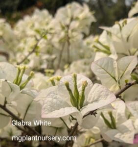 Glabra White Bougainvillea in full bloom with pure white bracts and green foliage