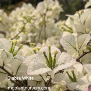 Glabra White Bougainvillea in full bloom with pure white bracts and green foliage
