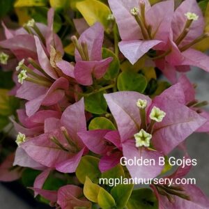Golden B Gojes Bougainvillea with vibrant golden-yellow bracts blooming on a climbing vine in a garden setting.