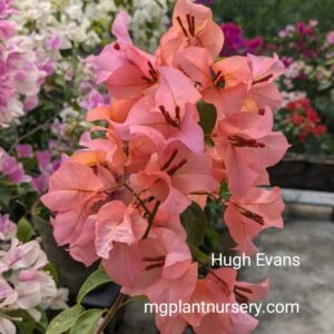 Hugh Evans Bougainvillea plant in full coral-pink bloom on a sunny patio
