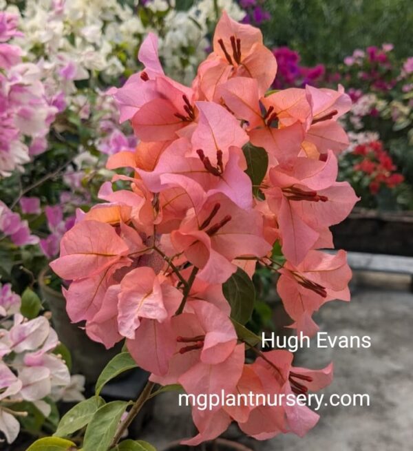Hugh Evans Bougainvillea plant in full coral-pink bloom on a sunny patio
