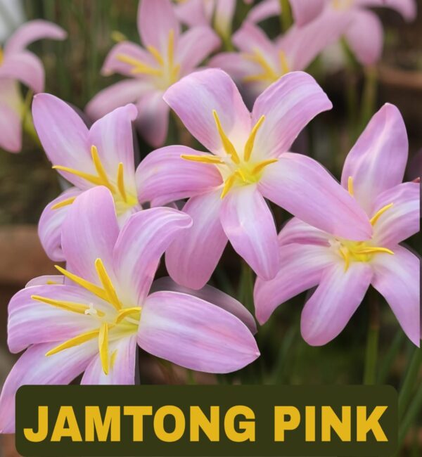 Jamtong Pink-Rain Lily