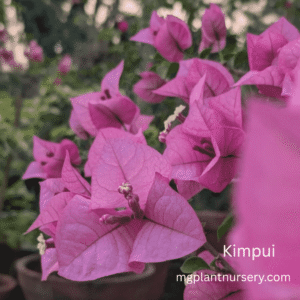 Kimpui Bougainvillea