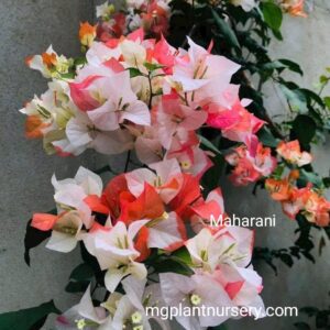 Maharani Bougainvillea