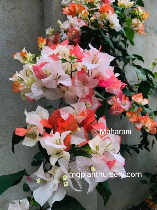 Maharani Bougainvillea