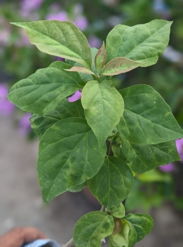 Maharani Bougainvillea(Garafted) - Image 2