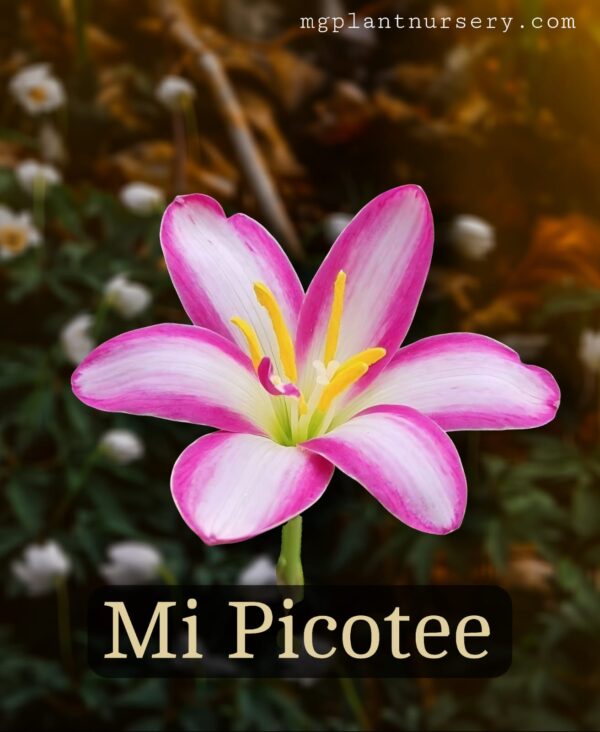 Mi Picotee-Rain Lily