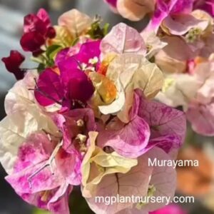 Murayama Bougainvillea