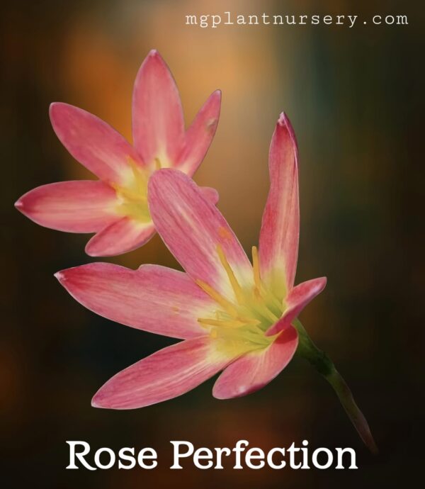 Rose Perfection-Rain Lily