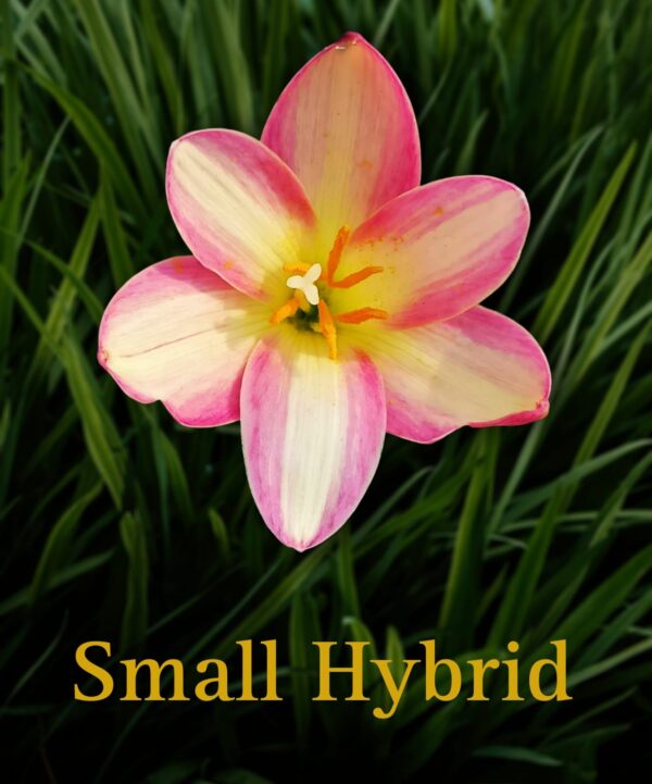 Small Hybrid-Rain Lily