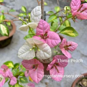Thima Peach Bougainvillea