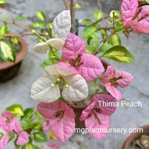 Thima Peach Bougainvillea