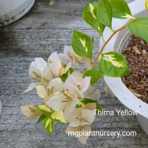 Thima Yellow Bougainvillea