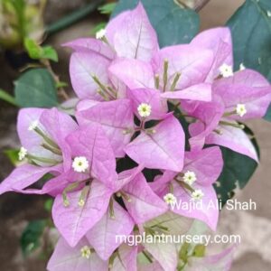 Wajid Ali Shah Bougainvillea plant with royal magenta blooms in a garden pot.