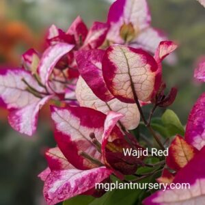 Wajid Red Bougainvillea in full bloom with deep red bracts