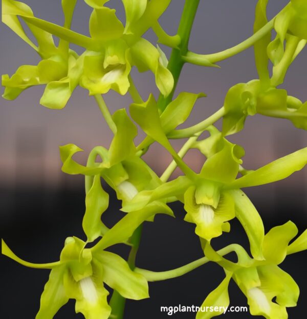 Dendrobium Caesar Green