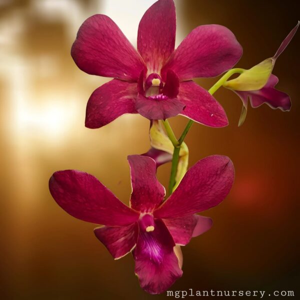 dendrobium