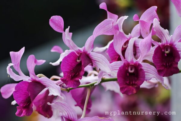 Dendrobium king caesar
