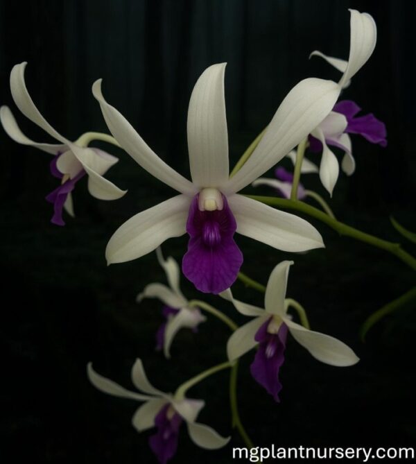 Dendrobium Uthai Purple